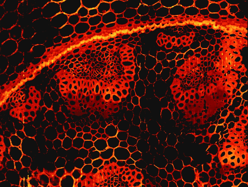 zickus2020fluorescence_small.png